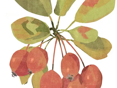 Apples art design digital illustration illustration procreate sketch