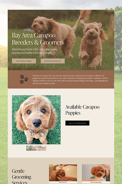 Squarespace Cavapoo Breeder Website — Warm, Trustworthy Design branding design graphic design illustration logocreation squarespace squarespaceexpert squarespacewebdesign ui webdesign