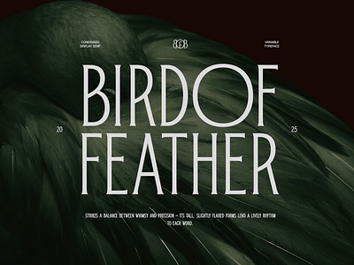 TRT Bird Of Feather – Elegant Serif Typeface branding branding font clean design display font elegant font font family free download graphic design logotype magazine modern poster sage serif winery