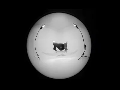 BRKN | clothing brand | brand identity brand branding clothing design goth graphic design logo minimal visual identity