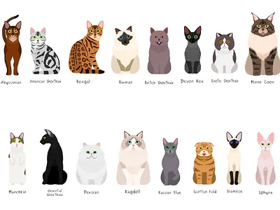 set of popular cat breeds animal cartoon cats cute design graphic design illustration kitty pets