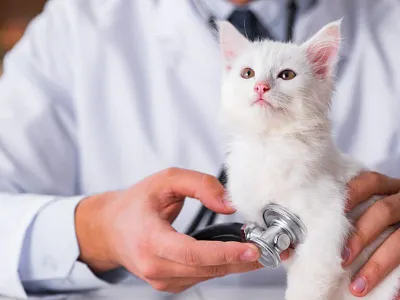 Yavru Kedi Aşısı Veteriner ankara veteriner aşı karma aşı veteriner veteriner kliniği yavru kedi yavru kedi aşı yenimahalle veteriner