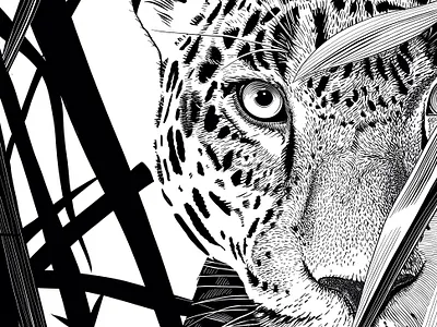 Leopard in Reeds — Black‑and‑White Engraving big cat black and white classic engraving cross‑hatching editorial illustration engraving etching fine detail leopard line art packaging art stippling vintage wildlife illustration woodcut style