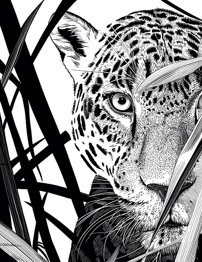 Leopard in Reeds — Black‑and‑White Engraving big cat black and white classic engraving cross‑hatching editorial illustration engraving etching fine detail leopard line art packaging art stippling vintage wildlife illustration woodcut style