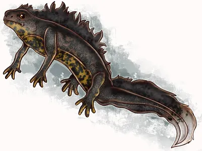 crested newt animal illustration illustration procreate raster raster graphics raster illustration