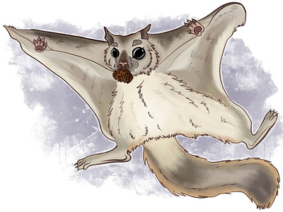Flying squirrel animal illustration illustration procreate raster raster graphics raster illustration