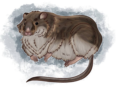 pine vole animal illustration illustration procreate raster raster graphics raster illustration