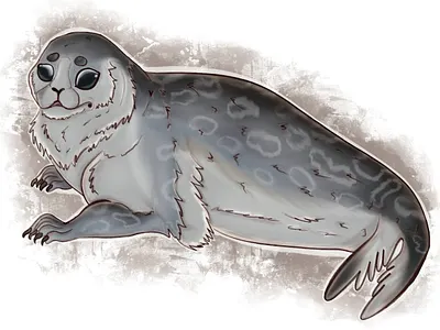 Baltic Ringed Seal animal illustration illustration procreate raster raster graphics raster illustration