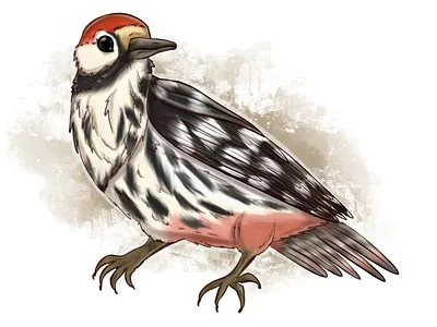 white-backed woodpecker animal illustration illustration procreate raster raster graphics raster illustration