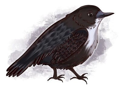 dipper animal illustration illustration procreate raster raster graphics raster illustration