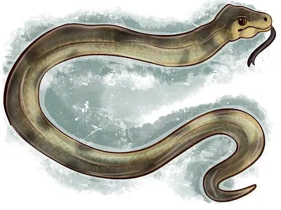 grass snake animal illustration illustration procreate raster raster graphics raster illustration