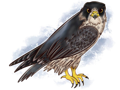 peregrine falcon animal illustration illustration procreate raster raster graphics raster illustration