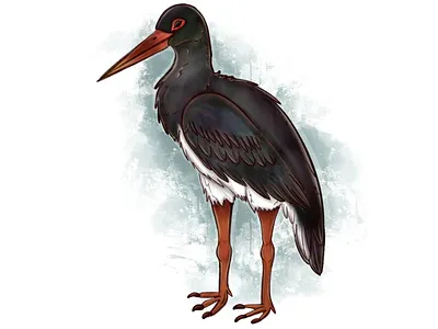 Black stork animal illustration illustration procreate raster raster graphics raster illustration
