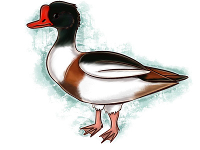 shelduck animal illustration illustration procreate raster raster graphics raster illustration