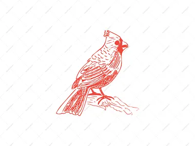 Red Cardinal Bird Logo animal beauty bird bird logo brand branding branding logo brandlogo cardinal design graphic design hand drawn illustration logo logodesign logoforsale red cardinal sketch logo vector
