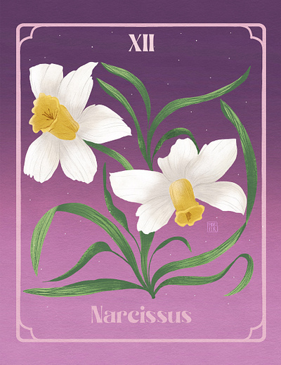 XII. Narcissus - December Birth Flower artwork botanicalart december drawing flora flowers illustration narcissus nature procreate