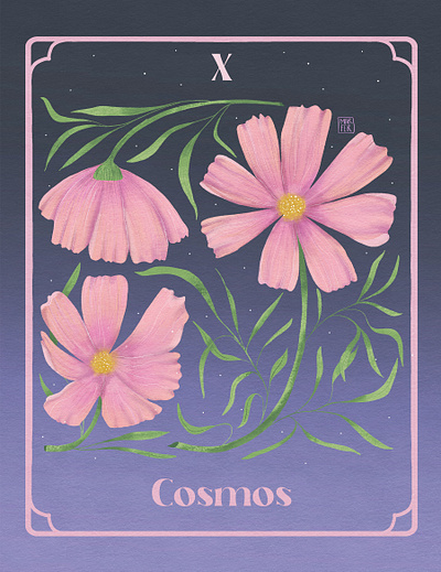 X. Cosmos - October Birth Flower womanillustrator