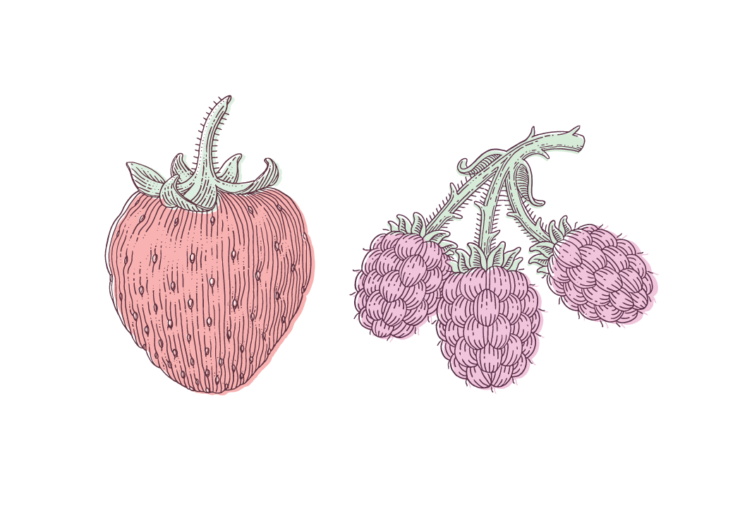My packaging illustration of a Strawberry and Blackberries classic engraving freelance illustration hand drawn illustration packaging pen and ink vintage