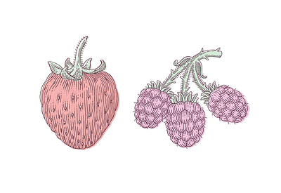 My packaging illustration of a Strawberry and Blackberries classic engraving freelance illustration hand drawn illustration packaging pen and ink vintage