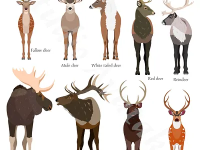Set of species of deer animal antlers cartoon cute deer design graphic design illustration species