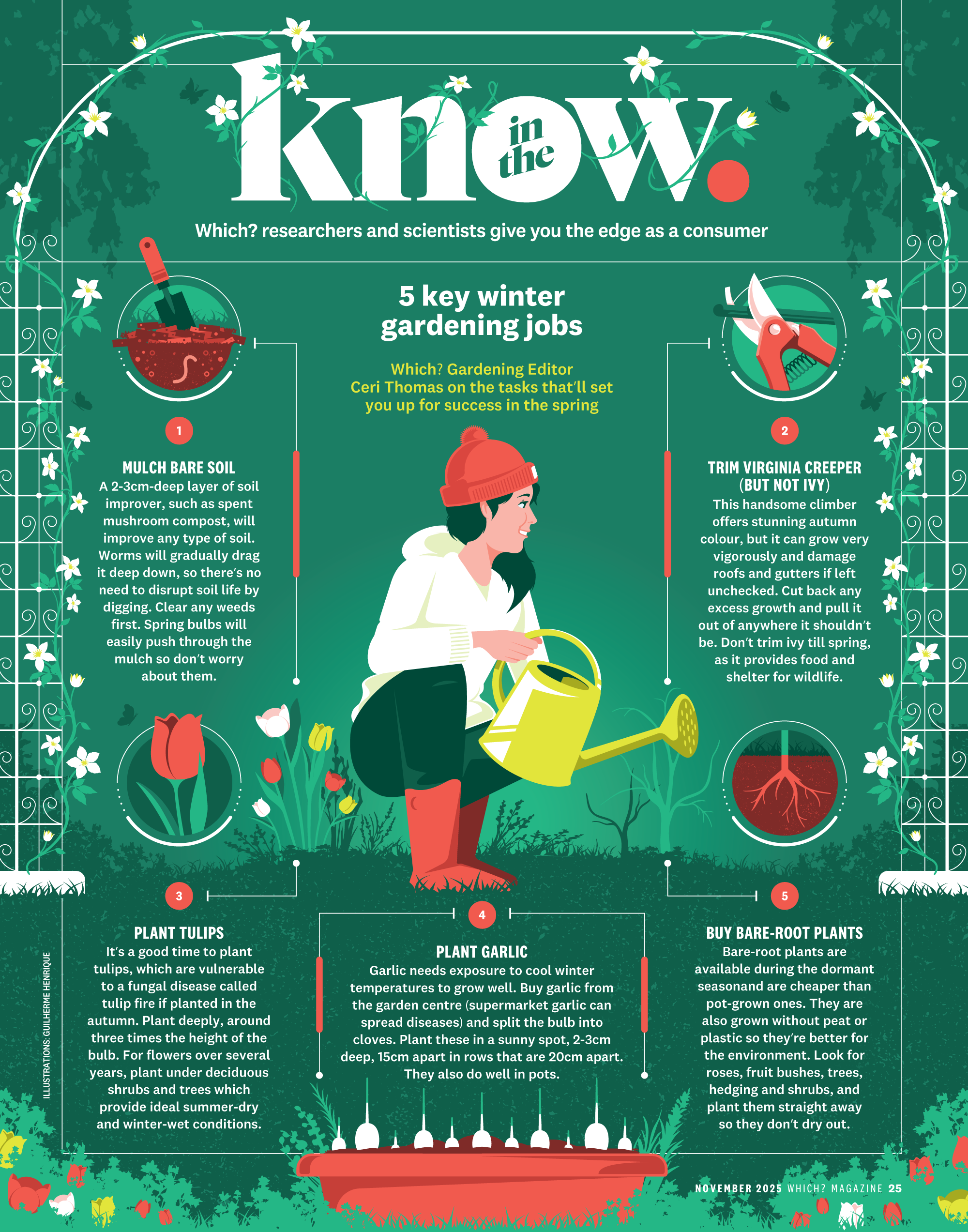 5 key winter gardening jobs (Which?) flowers garden gardening illustration infographic plants roots tulip winter
