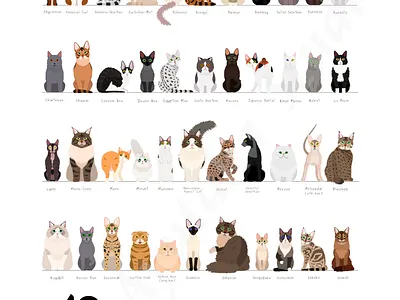 Cat breeds chart animal breed cartoon cats chart cute digital art graphic design illustration