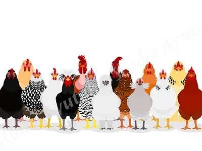 Group of various breeds of chicken animal breed cartoon chicken cute design digital art graphic design illustration