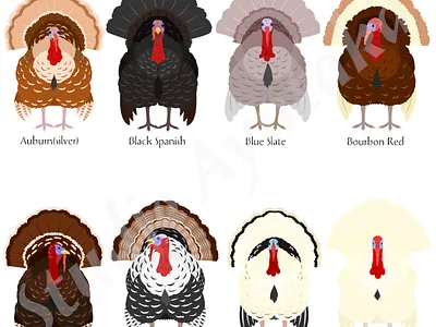 set of Turkey breeds animal cartoon cute design graphic design illustration thanks giving turkey turkey breeds