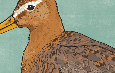 Black-tailed godwit animal illustration biodiversity illustration bird illustration clean illustration conservation detailed illustration editorial illustration educational illustration environment illustration flat illustration hand drawn illustration illustration natural history nature illustration ornithology realistic illustration scientific illustration species illustration vector illustration wildlife illustration