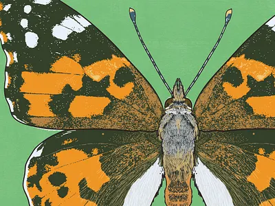 Painted Lady biodiversity illustration butterfly illustration clean illustration conservation detailed illustration editorial illustration educational illustration environment illustration flat illustration hand drawn illustration illustration insect illustration lepidopterology natural history nature illustration realistic illustration scientific illustration species illustration vector illustration wildlife illustration