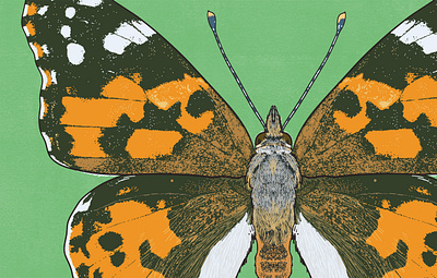 Painted Lady biodiversity illustration butterfly illustration clean illustration conservation detailed illustration editorial illustration educational illustration environment illustration flat illustration hand drawn illustration illustration insect illustration lepidopterology natural history nature illustration realistic illustration scientific illustration species illustration vector illustration wildlife illustration