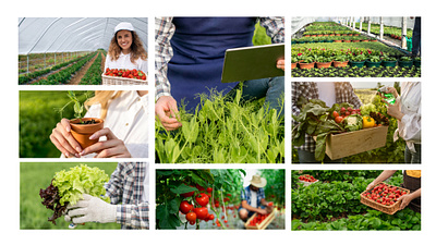 Eco-Friendly Agriculture Logo & Brand Identity branding branding design branding designer business logo business logo design design enciroment feminine logo free logo design graphic design illustration logo logo design logo design branding logo maker minimalist logo nature lover organic trendy logo design unique logo design