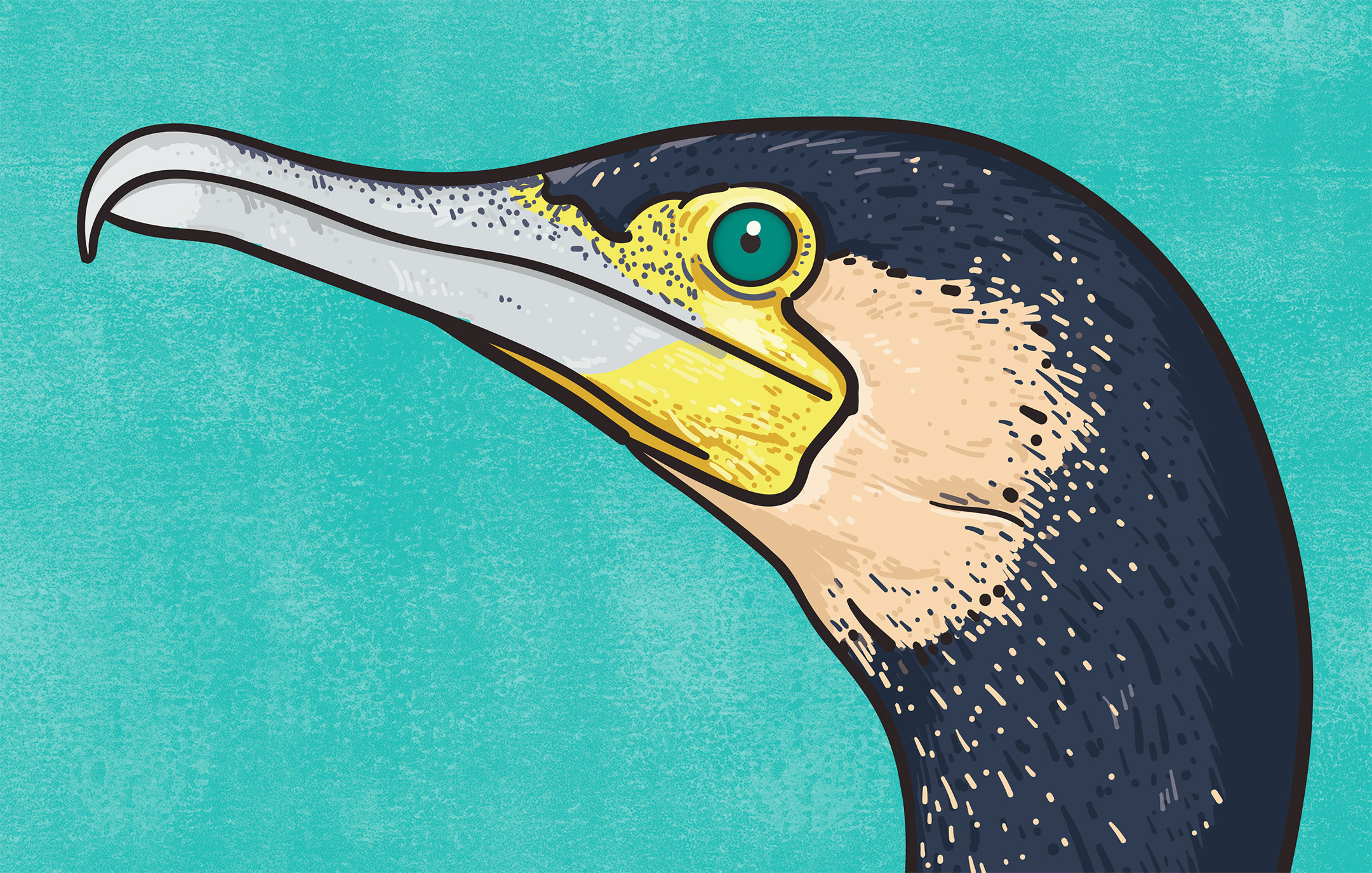 Cormorant animal illustration biodiversity illustration bird illustration clean illustration conservation detailed illustration editorial illustration educational illustration environment illustration flat illustration hand drawn illustration illustration natural history nature illustration ornithology realistic illustration scientific illustration species illustration vector illustration wildlife illustration