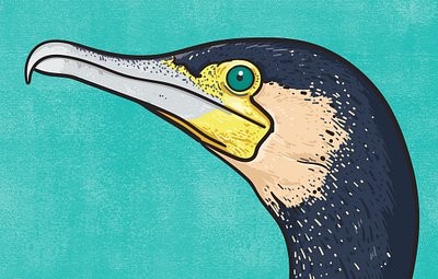 Cormorant animal illustration biodiversity illustration bird illustration clean illustration conservation detailed illustration editorial illustration educational illustration environment illustration flat illustration hand drawn illustration illustration natural history nature illustration ornithology realistic illustration scientific illustration species illustration vector illustration wildlife illustration