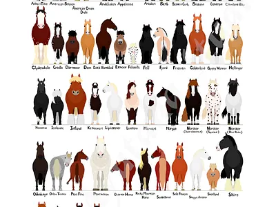 horse breeds chart animal cartoon chart cute design graphic design horse horse breeds illustration