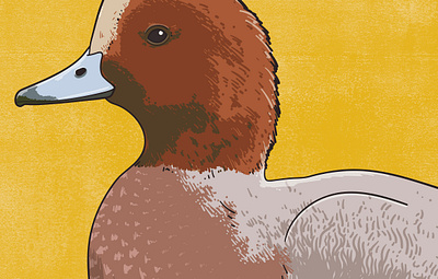 Wigeon animal illustration biodiversity illustration bird illustration clean illustration conservation detailed illustration editorial illustration educational illustration environment illustration flat illustration hand drawn illustration illustration natural history nature illustration ornithology realistic illustration scientific illustration species illustration vector illustration wildlife illustration