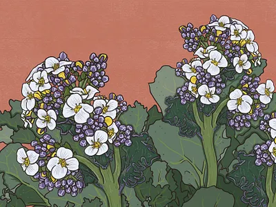 Sea Kale animal illustration biodiversity illustration botanical illustration clean illustration conservation detailed illustration editorial illustration educational illustration environment illustration flat illustration flora illustration hand drawn illustration illustration natural history nature illustration plant illustration realistic illustration scientific illustration species illustration vector illustration