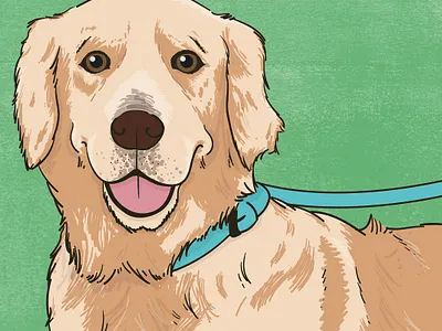 Labrador animal illustration biodiversity illustration canine clean illustration detailed illustration dog illustration editorial illustration educational illustration environment illustration flat illustration hand drawn illustration illustration natural history nature illustration pet realistic illustration scientific illustration species illustration vector illustration wildlife illustration