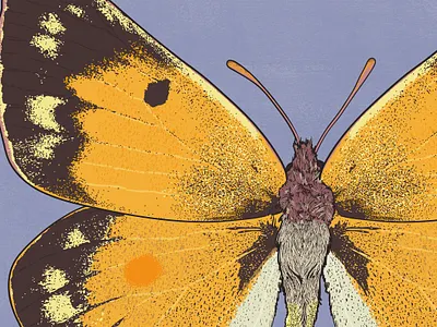 Clouded Yellow biodiversity illustration butterfly illustration clean illustration conservation detailed illustration editorial illustration educational illustration environment illustration flat illustration hand drawn illustration illustration insect illustration lepidopterology natural history nature illustration realistic illustration scientific illustration species illustration vector illustration wildlife illustration
