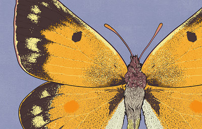 Clouded Yellow biodiversity illustration butterfly illustration clean illustration conservation detailed illustration editorial illustration educational illustration environment illustration flat illustration hand drawn illustration illustration insect illustration lepidopterology natural history nature illustration realistic illustration scientific illustration species illustration vector illustration wildlife illustration