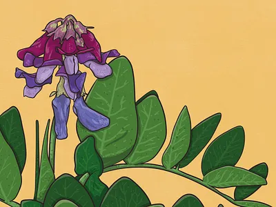 Sea Pea animal illustration biodiversity illustration botanical illustration clean illustration conservation detailed illustration editorial illustration educational illustration environment illustration flat illustration flora illustration hand drawn illustration illustration natural history nature illustration plant illustration realistic illustration scientific illustration species illustration vector illustration