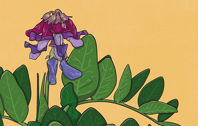 Sea Pea animal illustration biodiversity illustration botanical illustration clean illustration conservation detailed illustration editorial illustration educational illustration environment illustration flat illustration flora illustration hand drawn illustration illustration natural history nature illustration plant illustration realistic illustration scientific illustration species illustration vector illustration