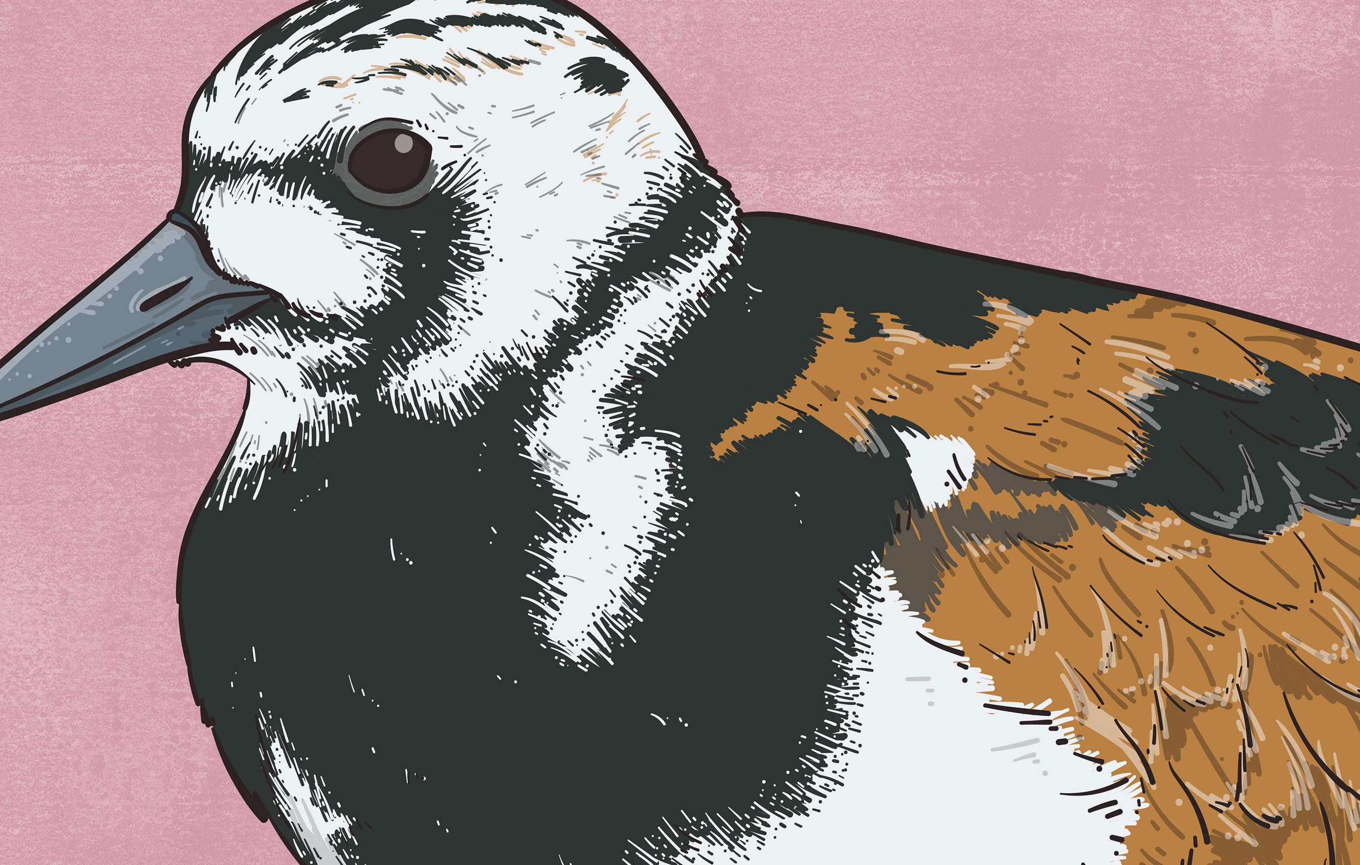 Turnstone animal illustration biodiversity illustration bird illustration clean illustration conservation detailed illustration editorial illustration educational illustration environment illustration flat illustration hand drawn illustration illustration natural history nature illustration ornithology realistic illustration scientific illustration species illustration vector illustration wildlife illustration