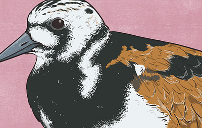 Turnstone animal illustration biodiversity illustration bird illustration clean illustration conservation detailed illustration editorial illustration educational illustration environment illustration flat illustration hand drawn illustration illustration natural history nature illustration ornithology realistic illustration scientific illustration species illustration vector illustration wildlife illustration