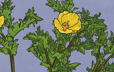 Yellow Horned Poppy animal illustration biodiversity illustration botanical illustration clean illustration conservation detailed illustration editorial illustration educational illustration environment illustration flat illustration flora illustration hand drawn illustration illustration natural history nature illustration plant illustration realistic illustration scientific illustration species illustration vector illustration