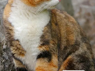 Kitty cat and sushi logo for sale anhdodes branding cat cute design kitty logo logo design logomark mascot pet seafood sushi symbol