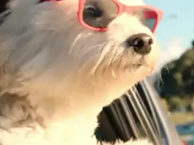 Outro Animation for an animals media app app logo animation app logo reveal animation colroful logo reveal animation e gradient animation logo animation logo reveal motion design motion graphics outro animation social media outro social media outro animation social media outro card social media outro screen video outro