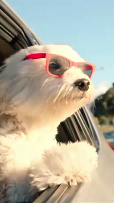 Outro Animation for an animals media app app logo animation app logo reveal animation colroful logo reveal animation e gradient animation logo animation logo reveal motion design motion graphics outro animation social media outro social media outro animation social media outro card social media outro screen video outro