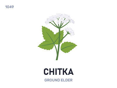 Снíтка / Ground elder belarus belarusian language daily flat icon illustration vector word