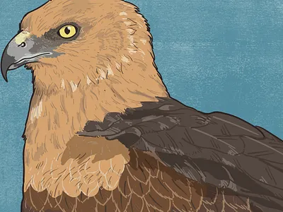 Marsh harrier animal illustration biodiversity illustration bird illustration clean illustration conservation detailed illustration editorial illustration educational illustration environment illustration flat illustration hand drawn illustration illustration natural history nature illustration ornithology realistic illustration scientific illustration species illustration vector illustration wildlife illustration